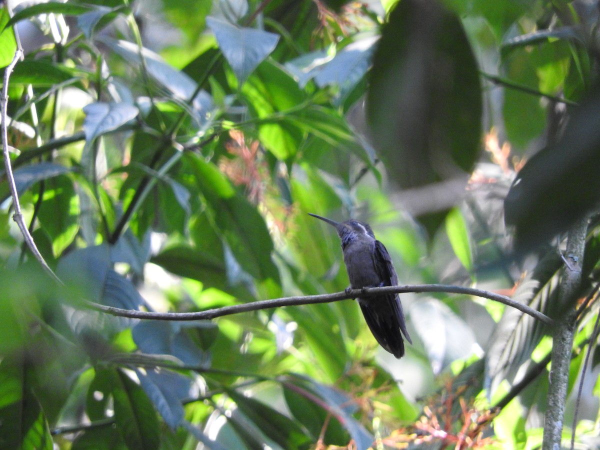 Amethyst-throated Mountain-gem - Angel Rivera Domínguez