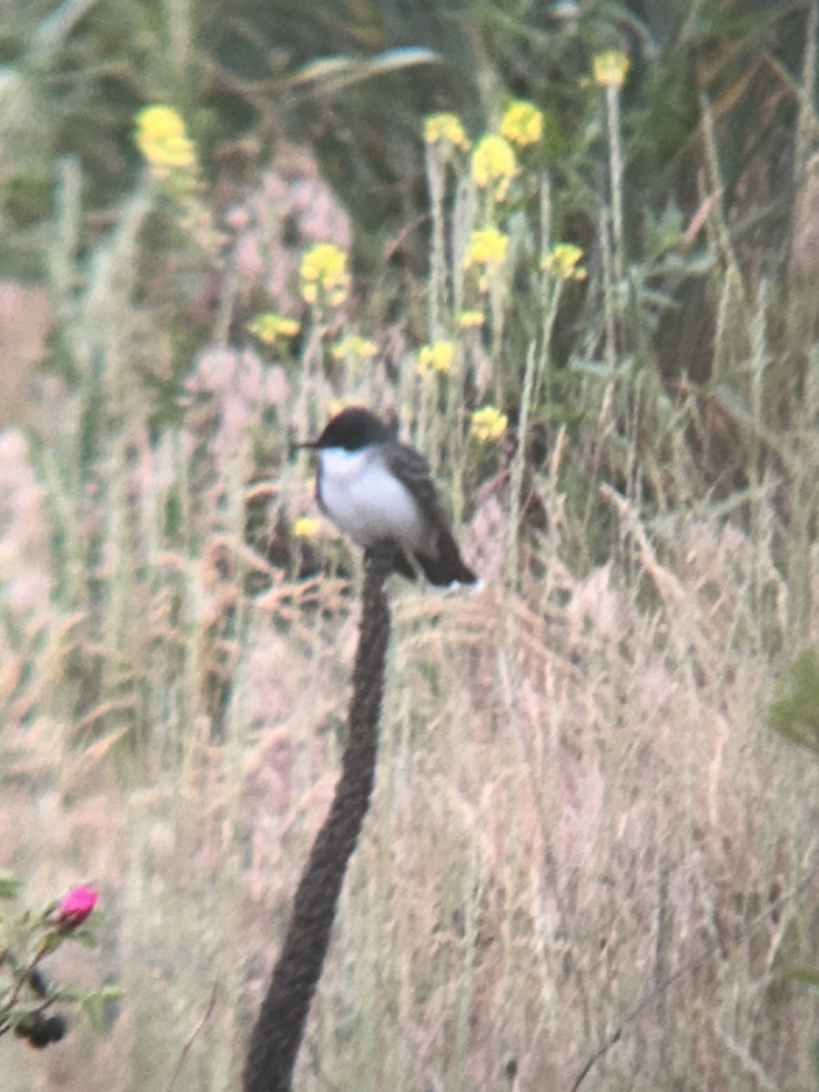 Eastern Kingbird - ML619888034