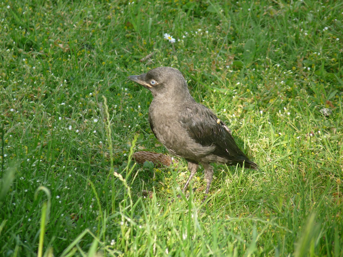 Eurasian Jackdaw - ML619888035