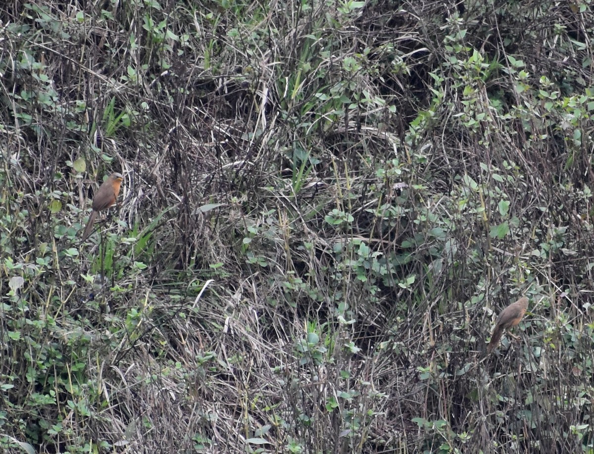 Rufous Babbler - ML619888039