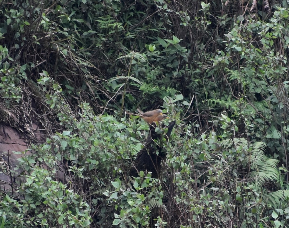 Rufous Babbler - ML619888040