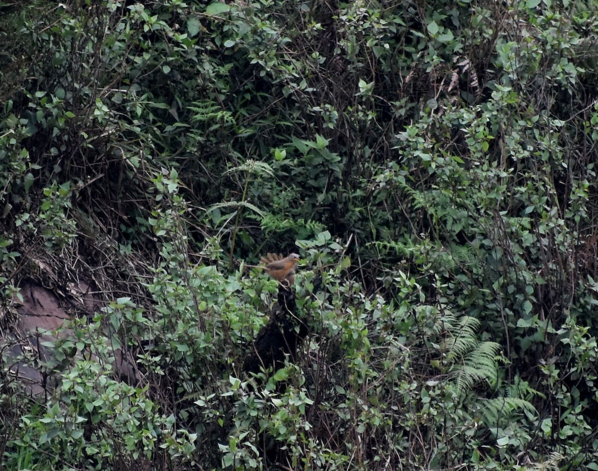 Rufous Babbler - ML619888041