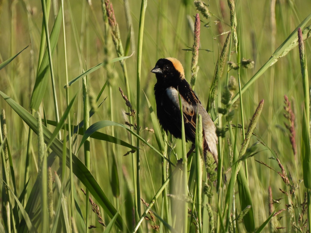 bobolink americký - ML619888042