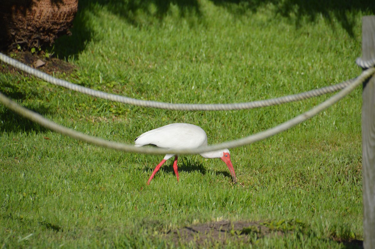 Ibis blanc - ML619888047