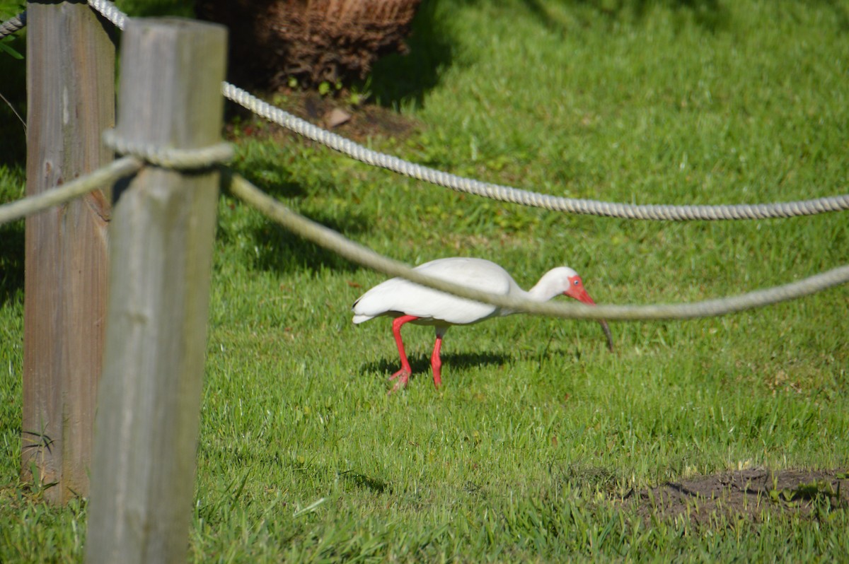 White Ibis - ML619888048