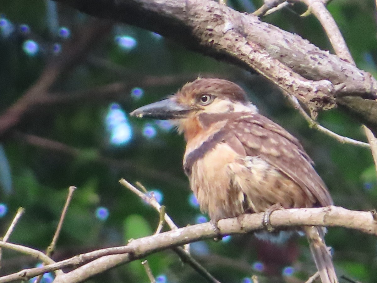 Russet-throated Puffbird - ML619888050