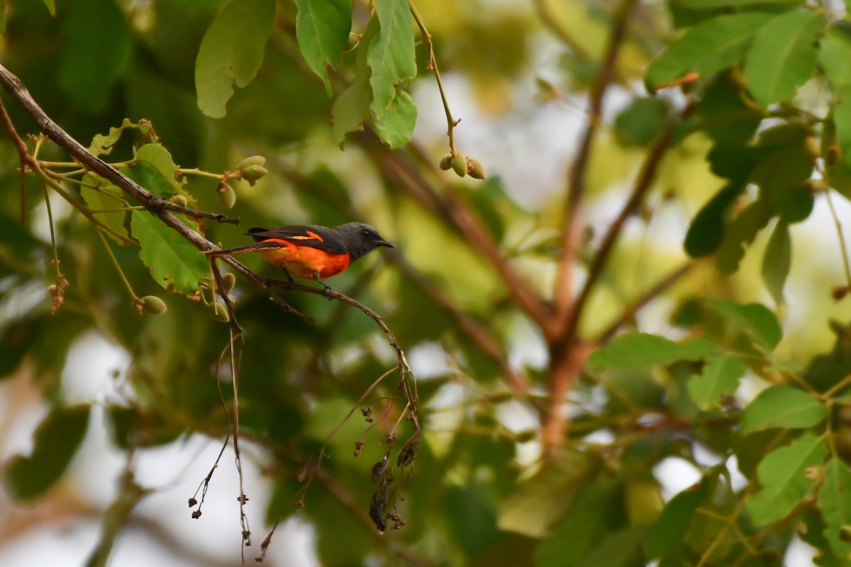 Minivet Chico - ML619888084