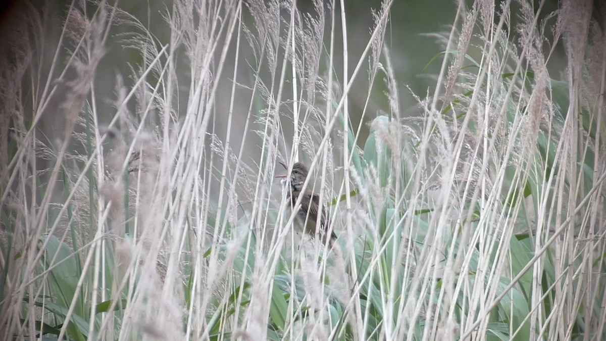 Great Reed Warbler - ML619888088