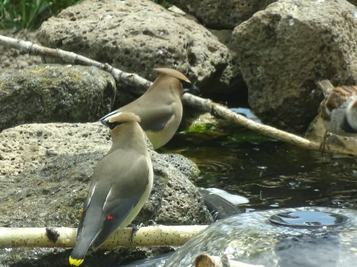 Cedar Waxwing - ML619888094