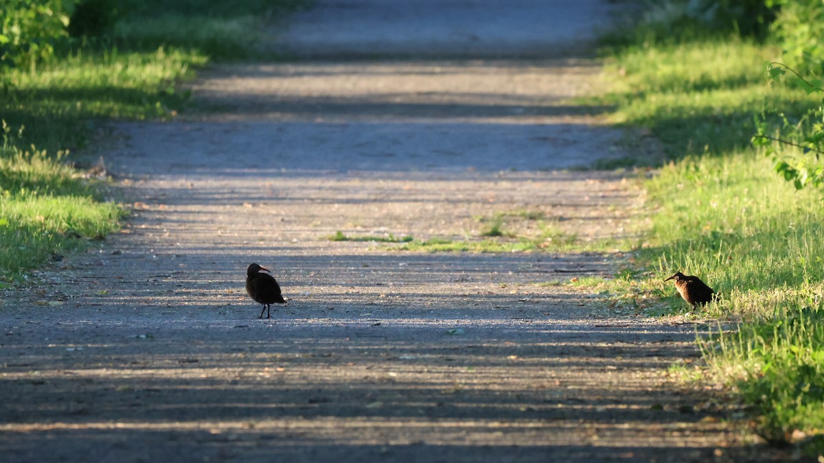 Virginia Rail - ML619888097