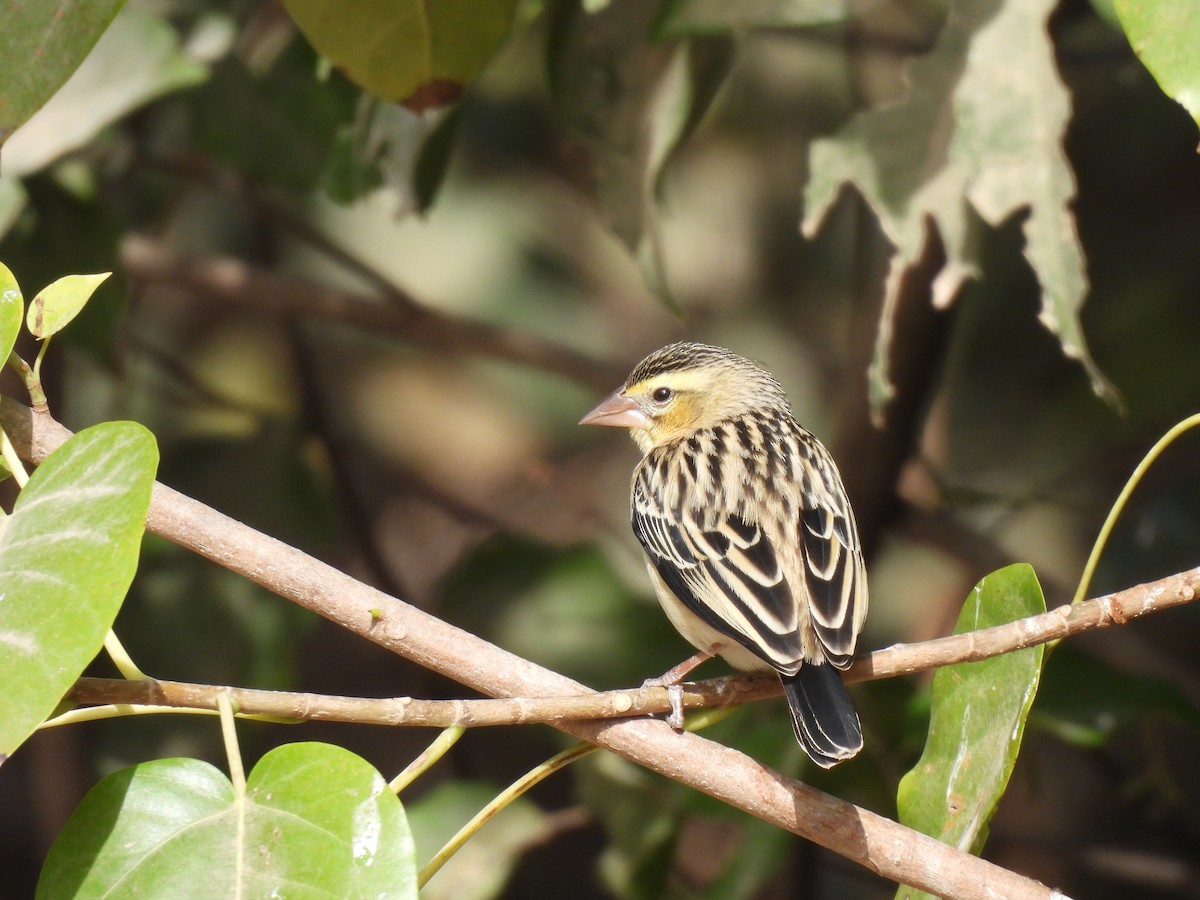 Black-winged Bishop - ML619888111