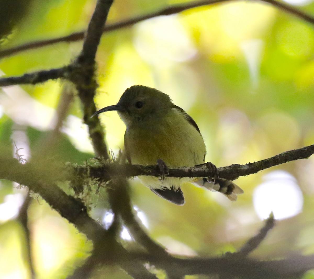 Green-tailed Sunbird (Doi Inthanon) - ML619888112