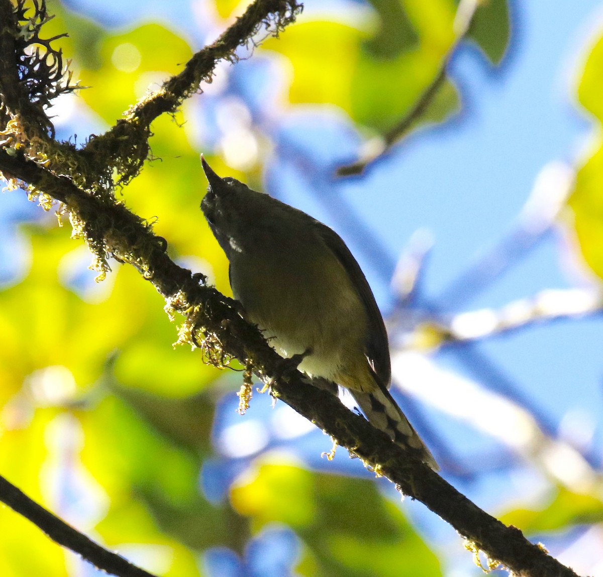 Green-tailed Sunbird (Doi Inthanon) - ML619888113