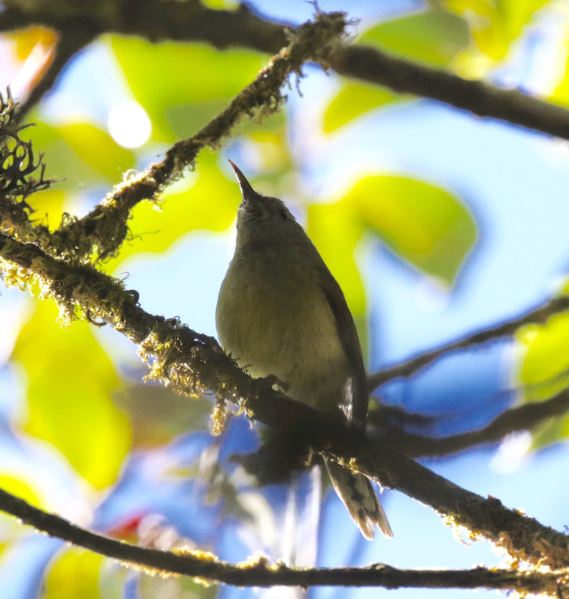 Green-tailed Sunbird (Doi Inthanon) - Sandy Vorpahl