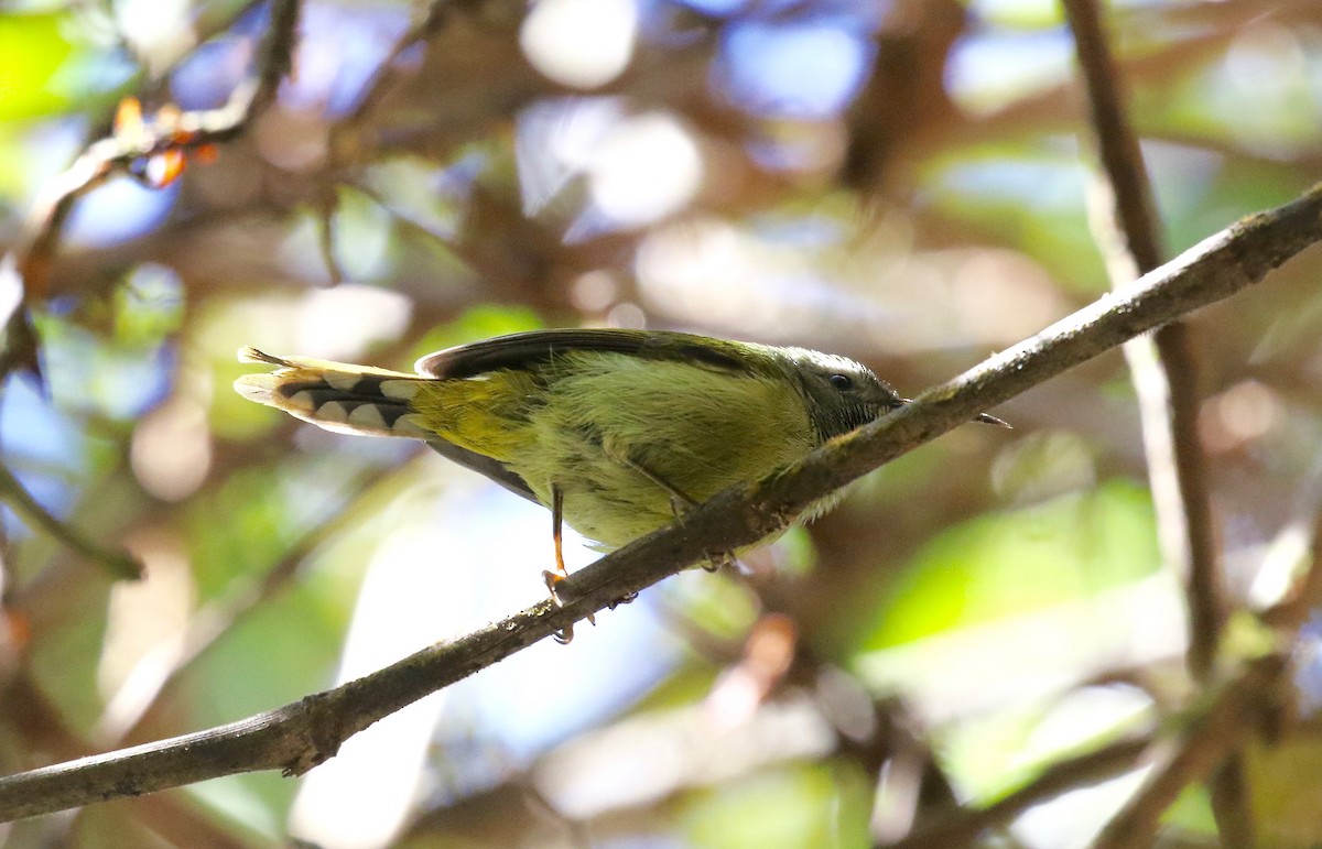 Green-tailed Sunbird (Doi Inthanon) - Sandy Vorpahl