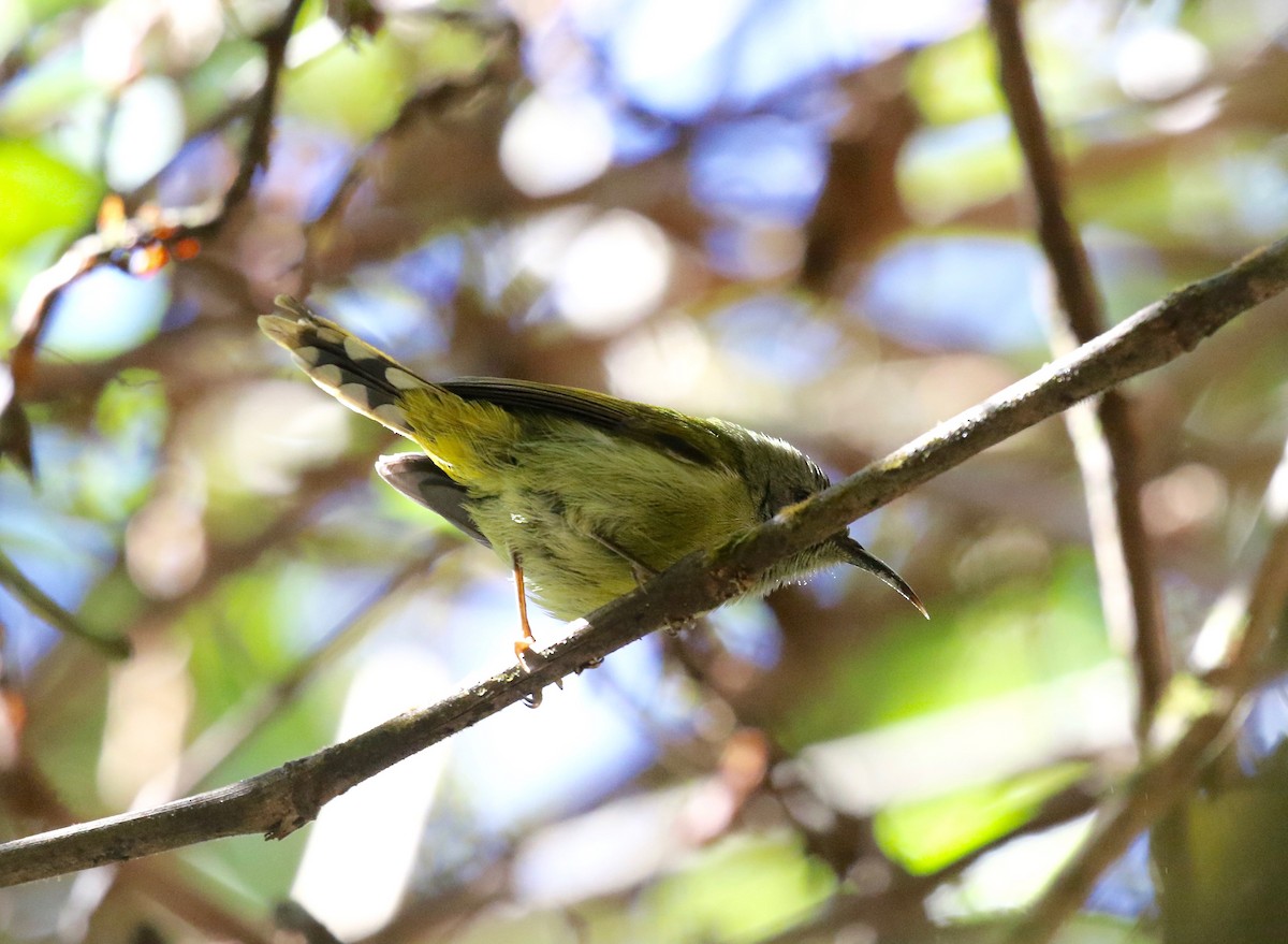 Green-tailed Sunbird (Doi Inthanon) - ML619888116