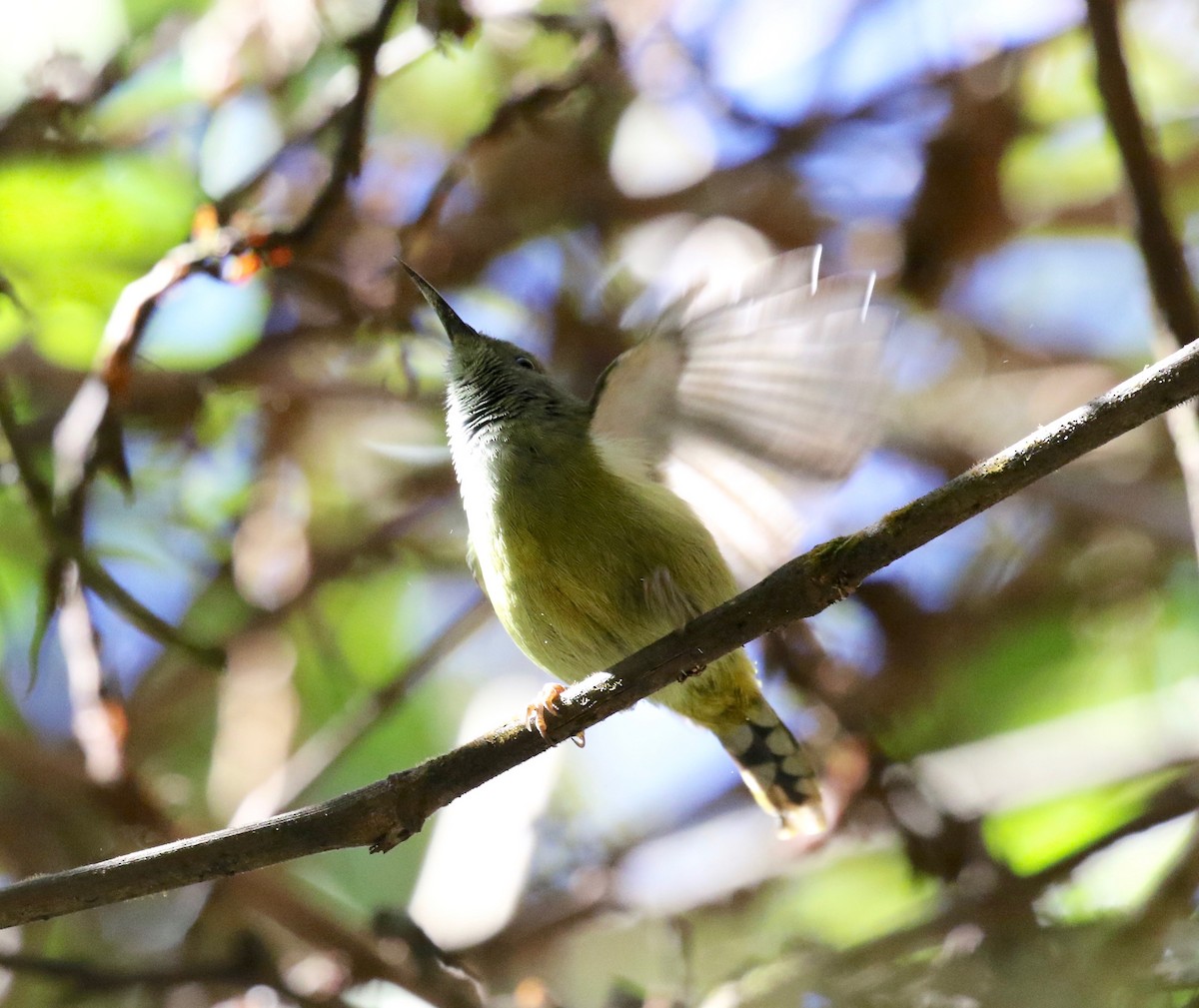 Green-tailed Sunbird (Doi Inthanon) - ML619888117