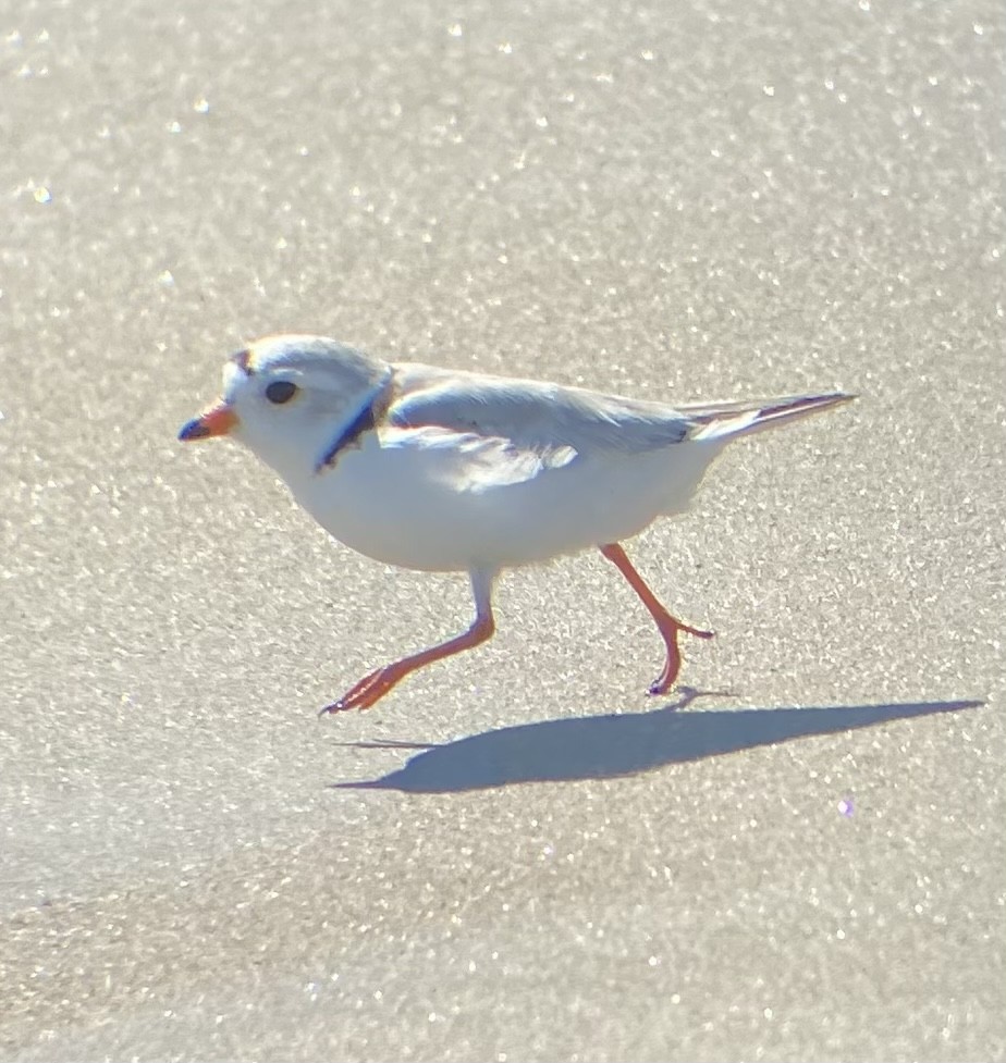 Piping Plover - ML619888118