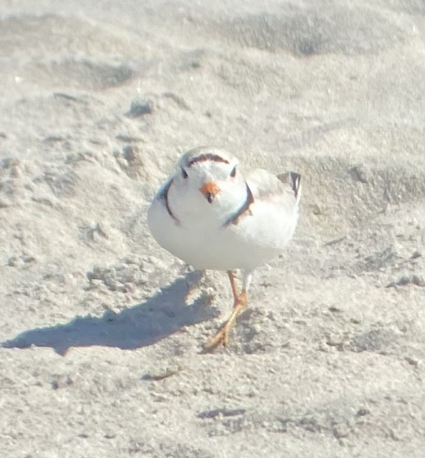 Piping Plover - ML619888119