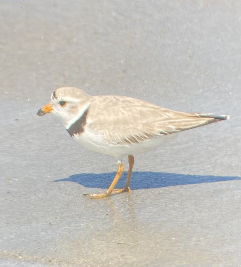 Piping Plover - ML619888120