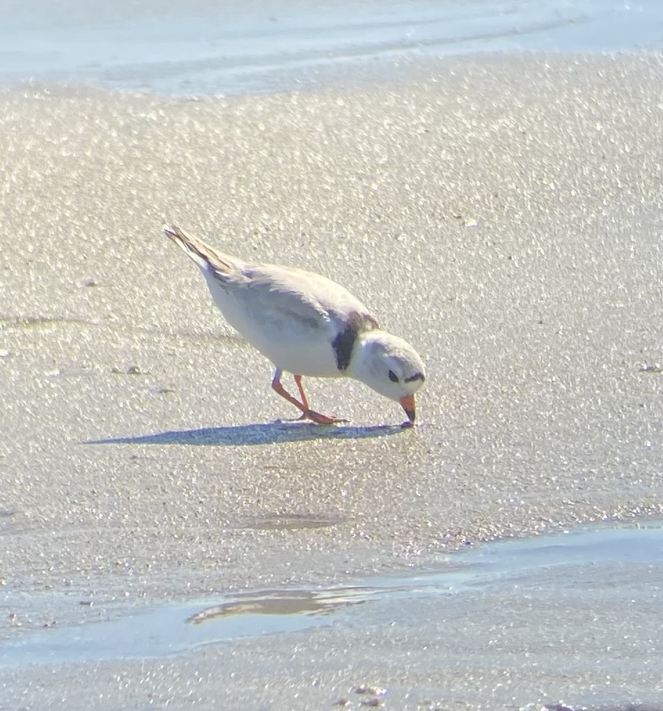 Piping Plover - ML619888121