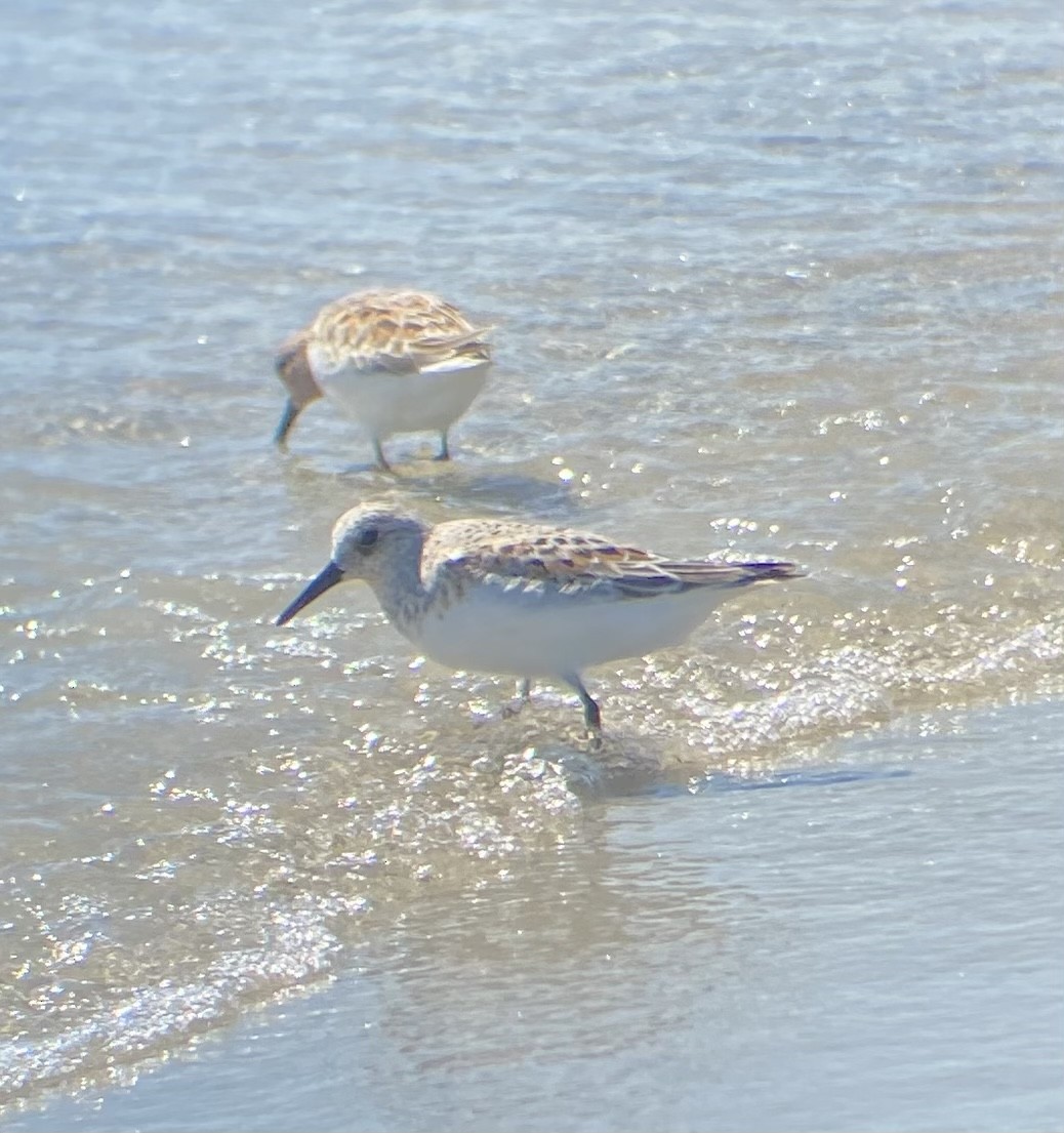 Bécasseau sanderling - ML619888125