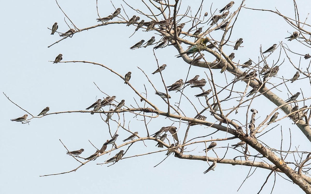 Gray-throated Martin - ML619888132