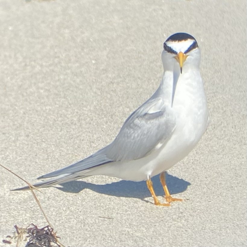 Least Tern - ML619888136