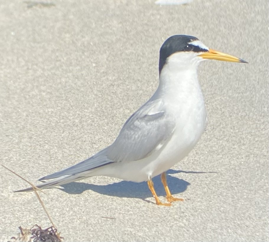 Least Tern - ML619888137