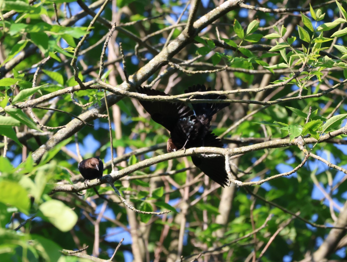 Brown-headed Cowbird - ML619888153