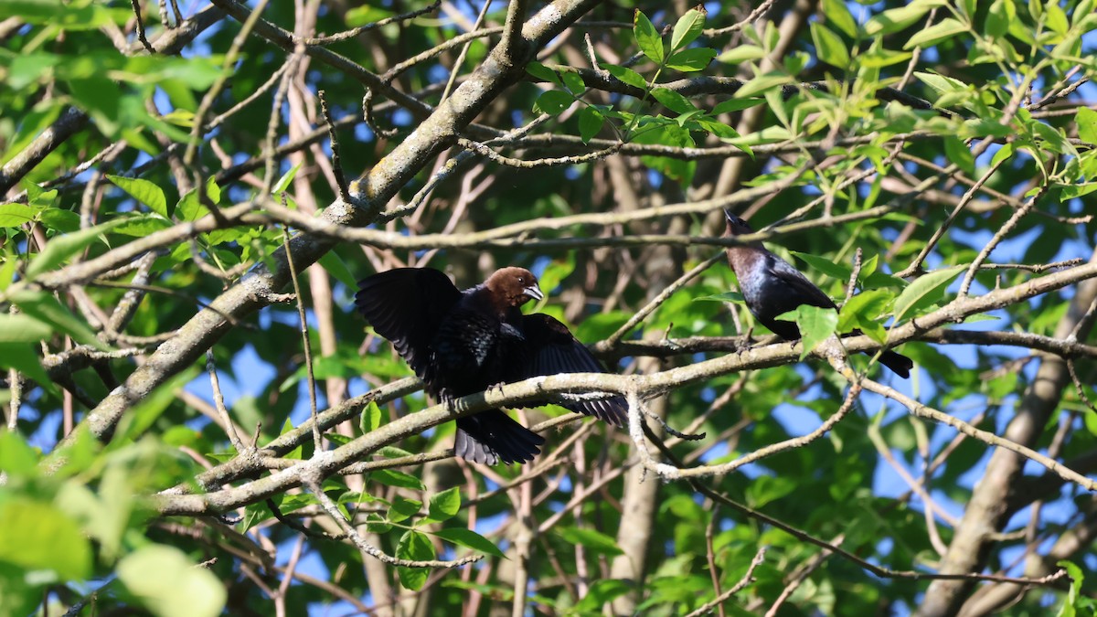 Brown-headed Cowbird - ML619888158