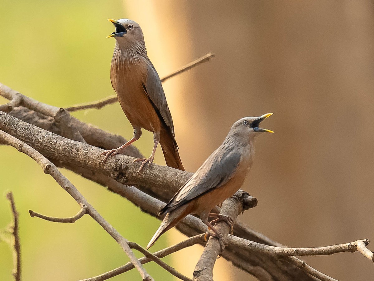 Chestnut-tailed Starling - ML619888163