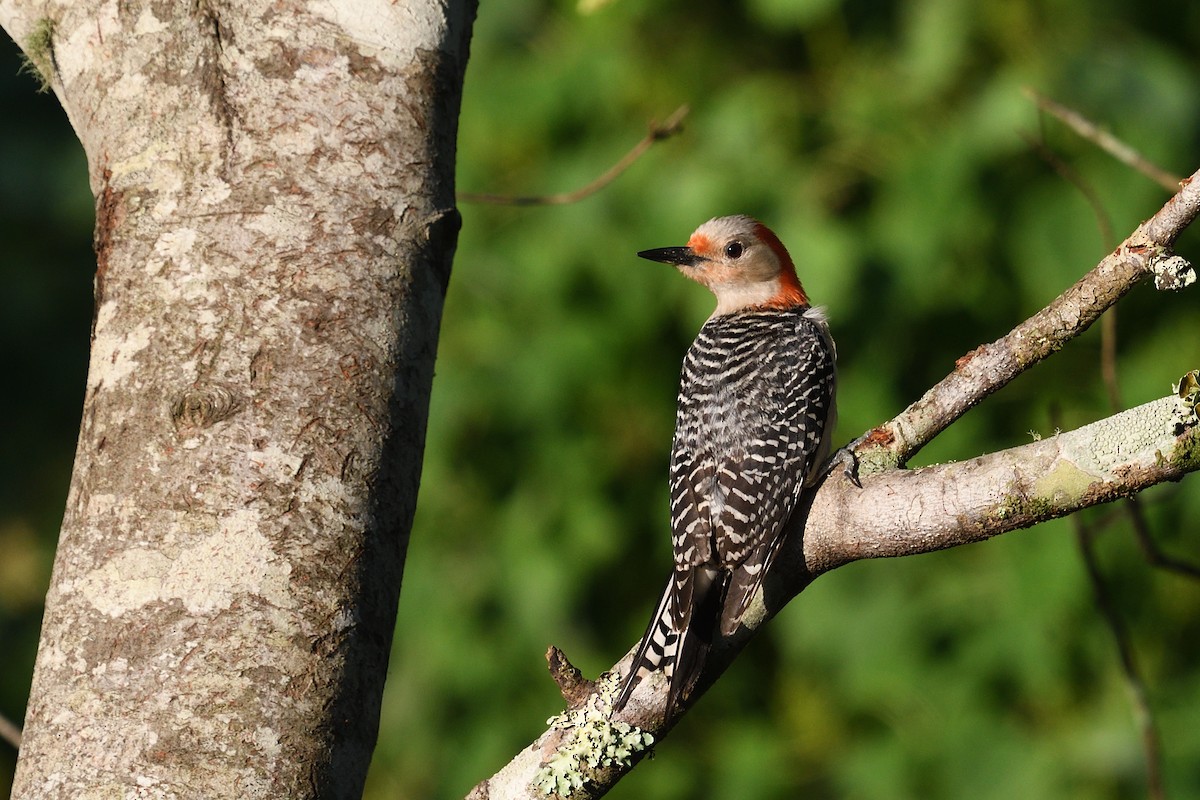 Red-bellied Woodpecker - ML619888169