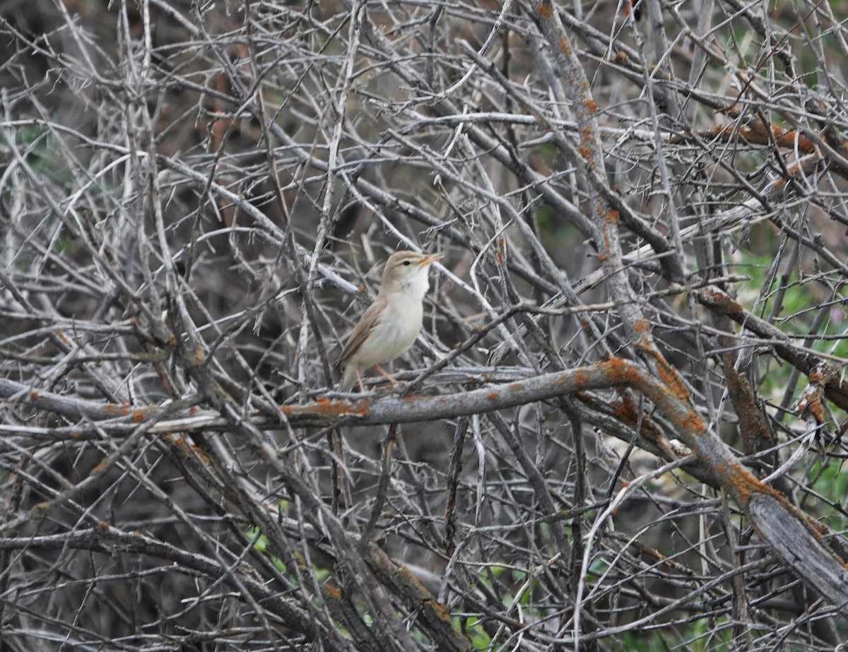 Sykes's Warbler - ML619888177