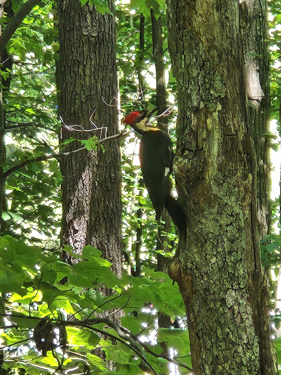 Pileated Woodpecker - ML619888180