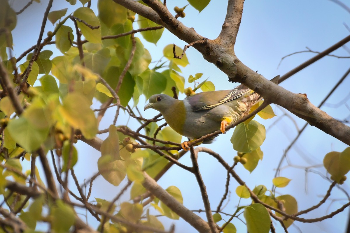 Yellow-footed Green-Pigeon - ML619888189