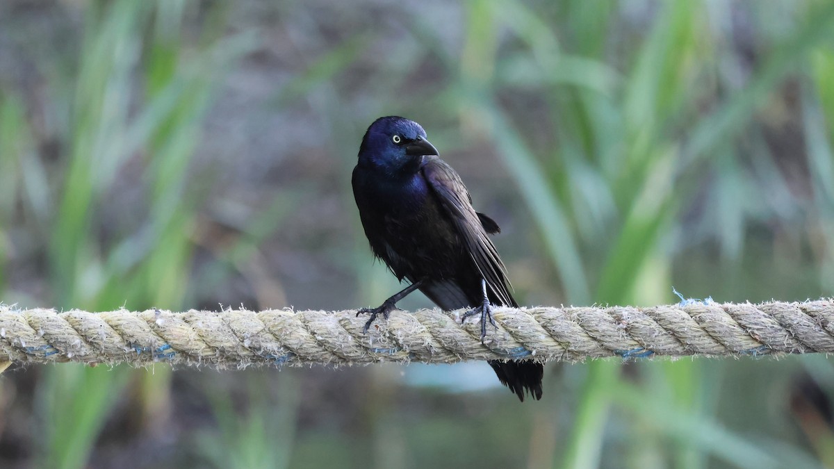 Common Grackle - ML619888191