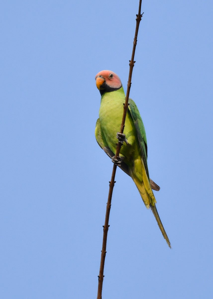 Gül Başlı Yeşil Papağan - ML619888198