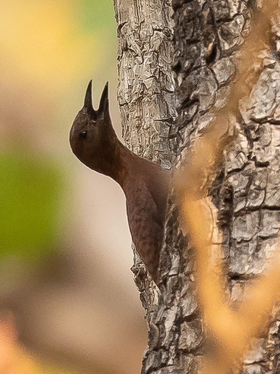 Rufous Woodpecker - ML619888201