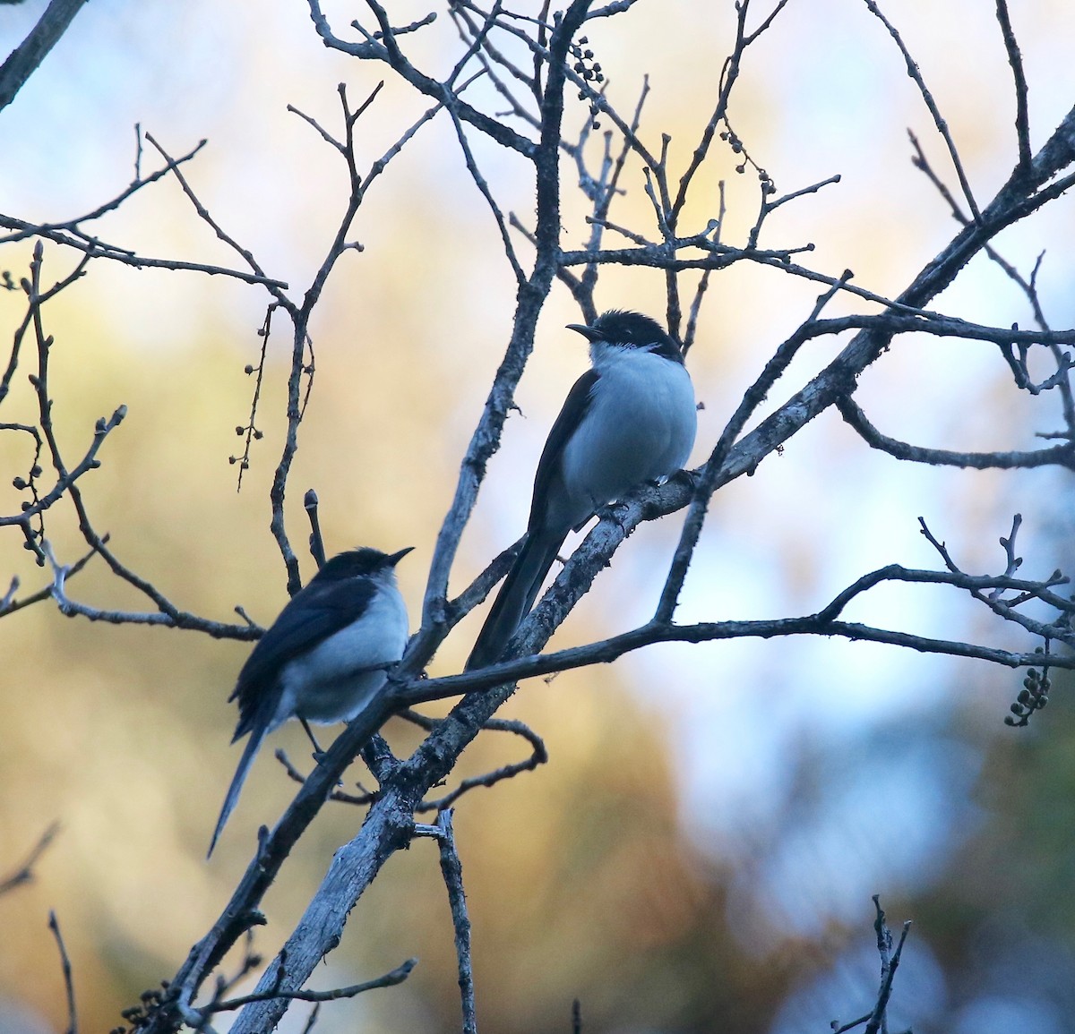 Black-backed Sibia - ML619888206