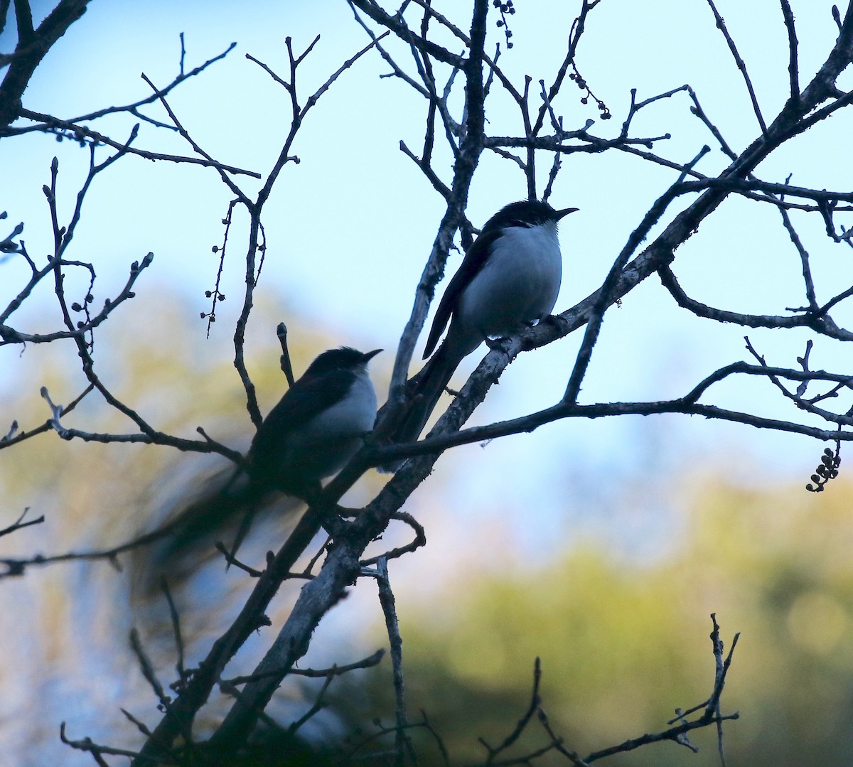 Black-backed Sibia - ML619888207