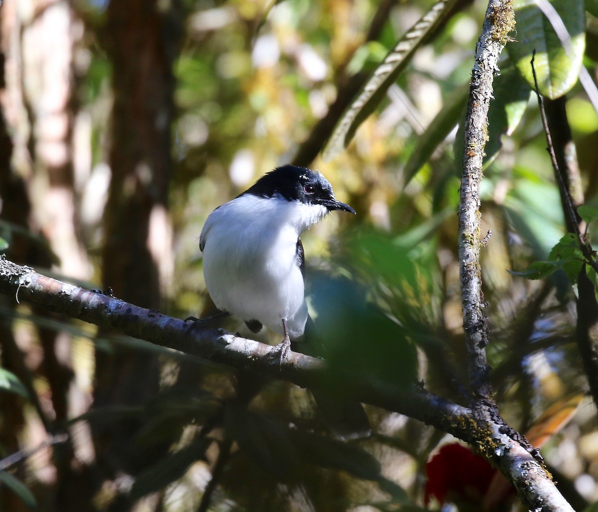 Black-backed Sibia - ML619888209