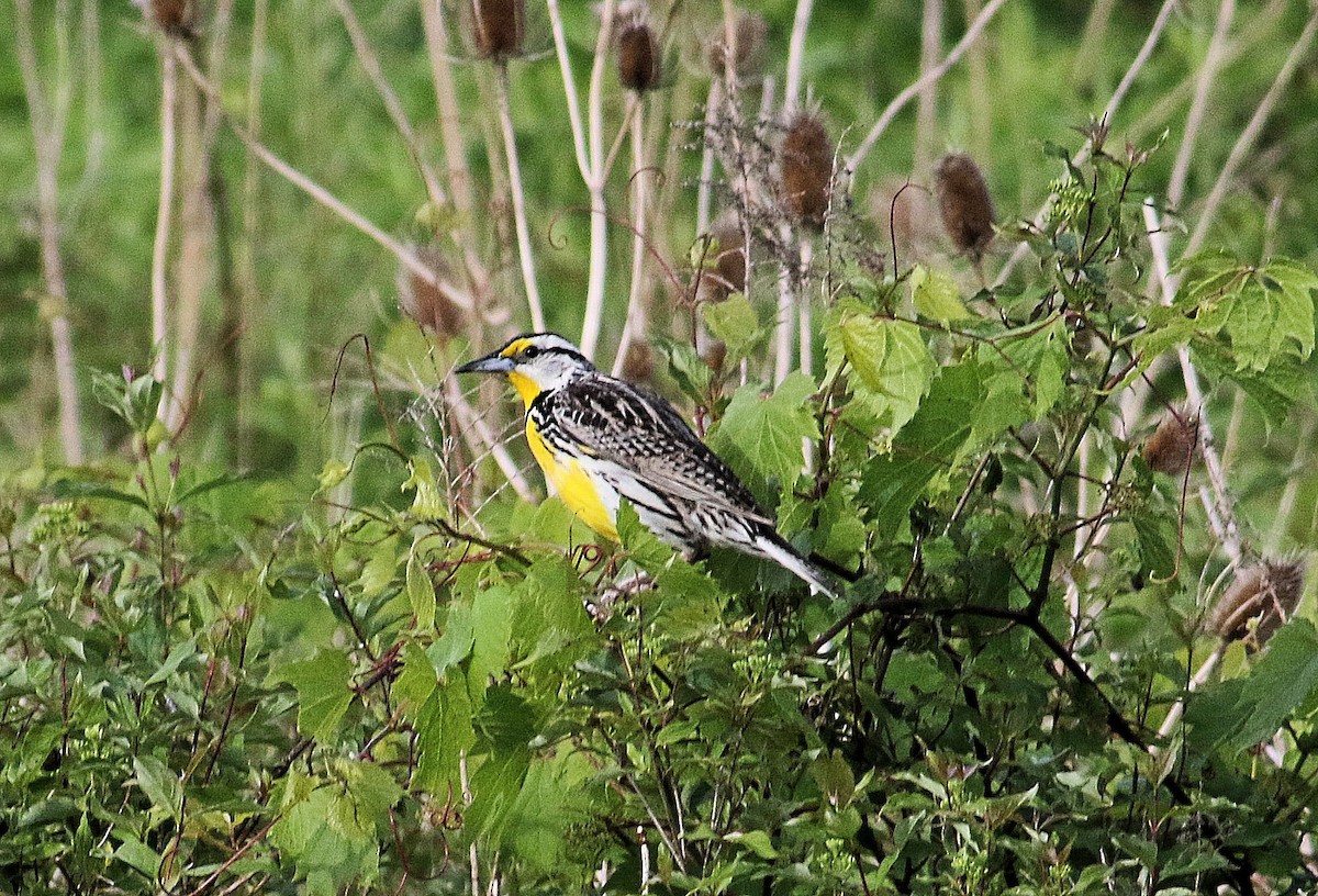 Eastern Meadowlark - ML619888216