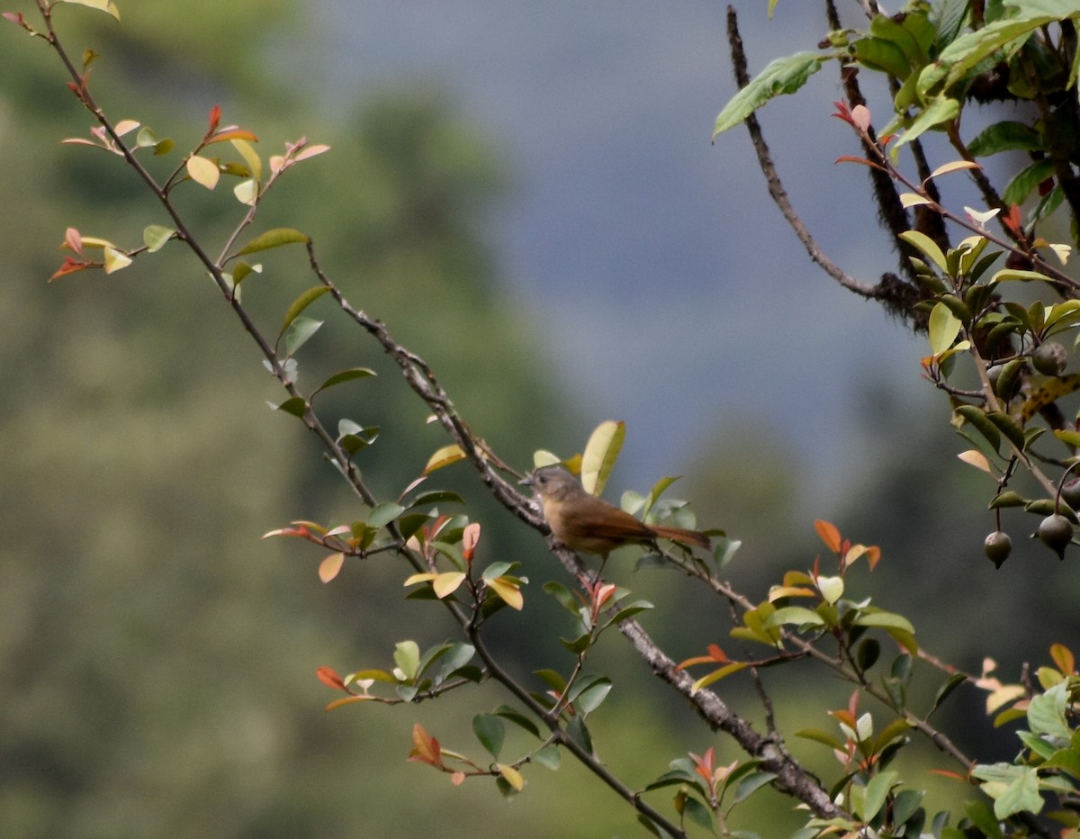 Brown-cheeked Fulvetta - ML619888218