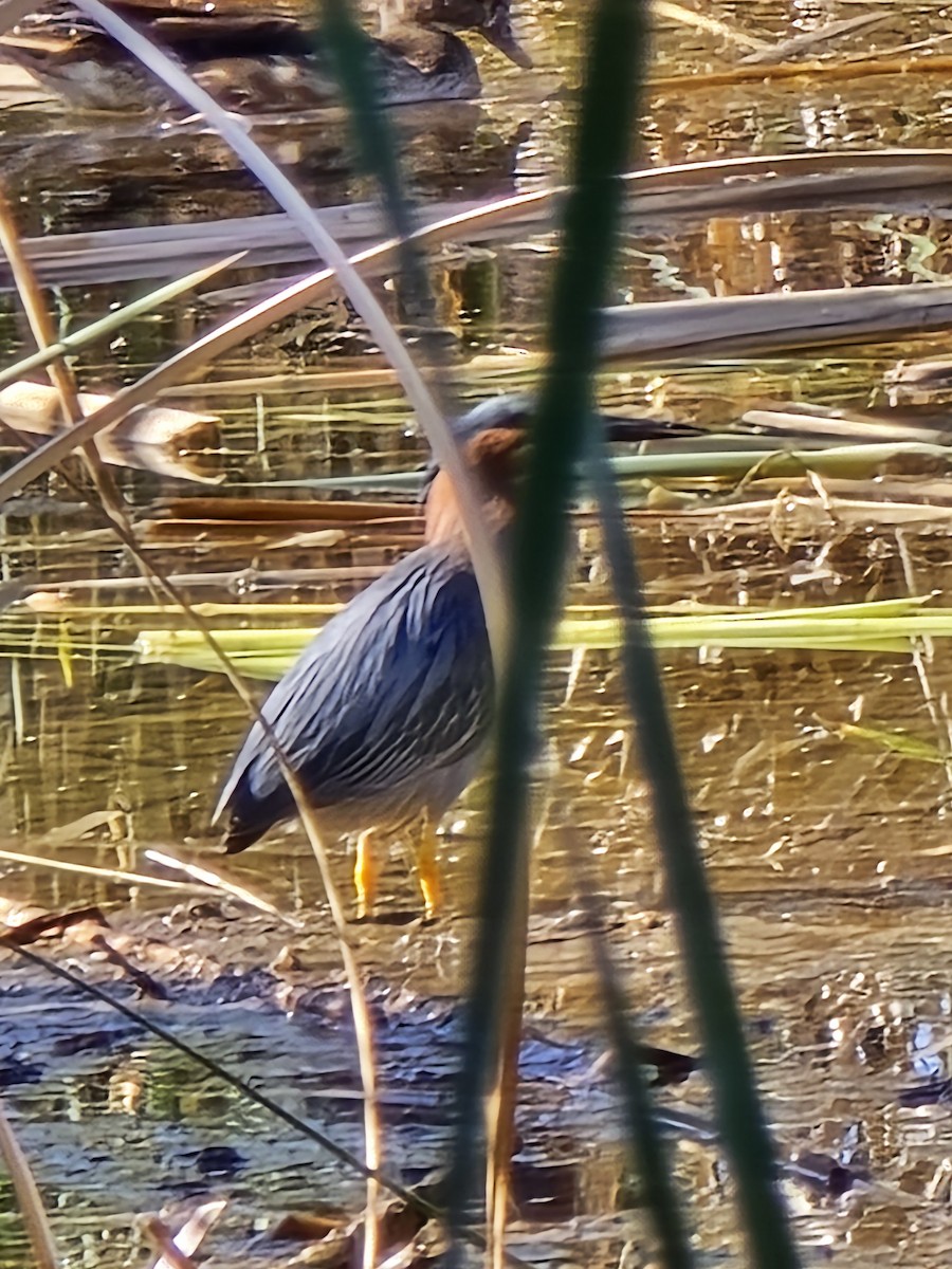 Green Heron - ML619888220