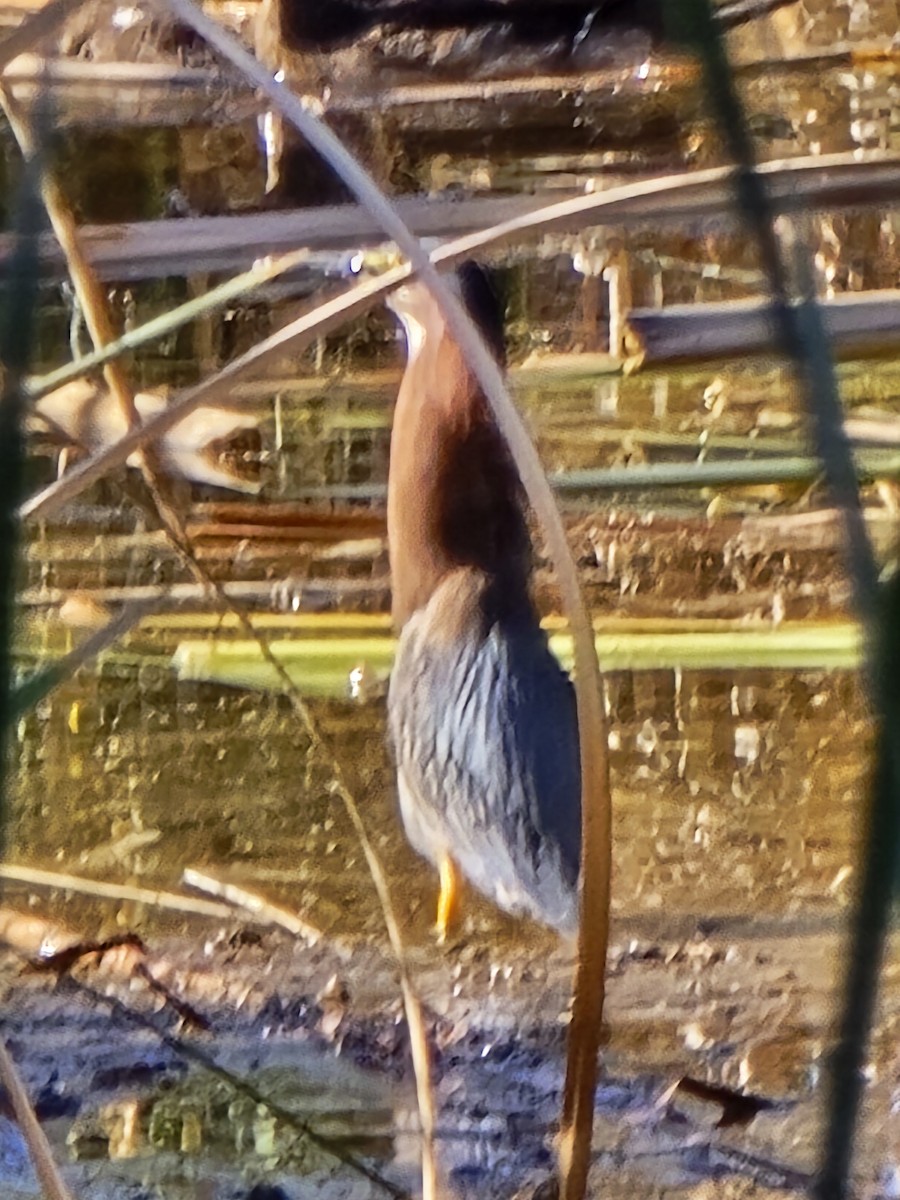 Green Heron - ML619888222