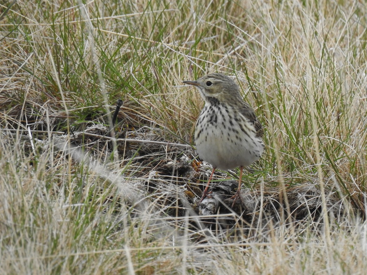 Meadow Pipit - ML619888227