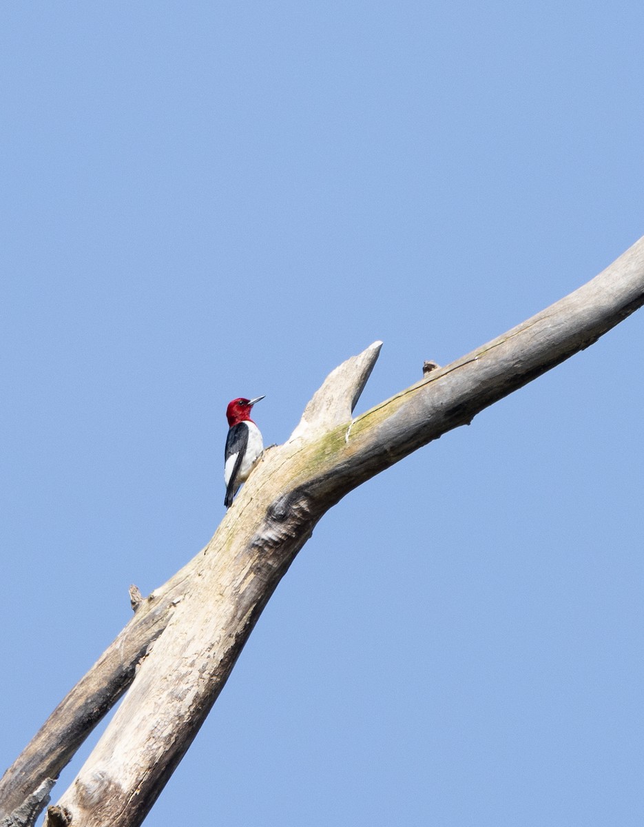 Red-headed Woodpecker - ML619888229