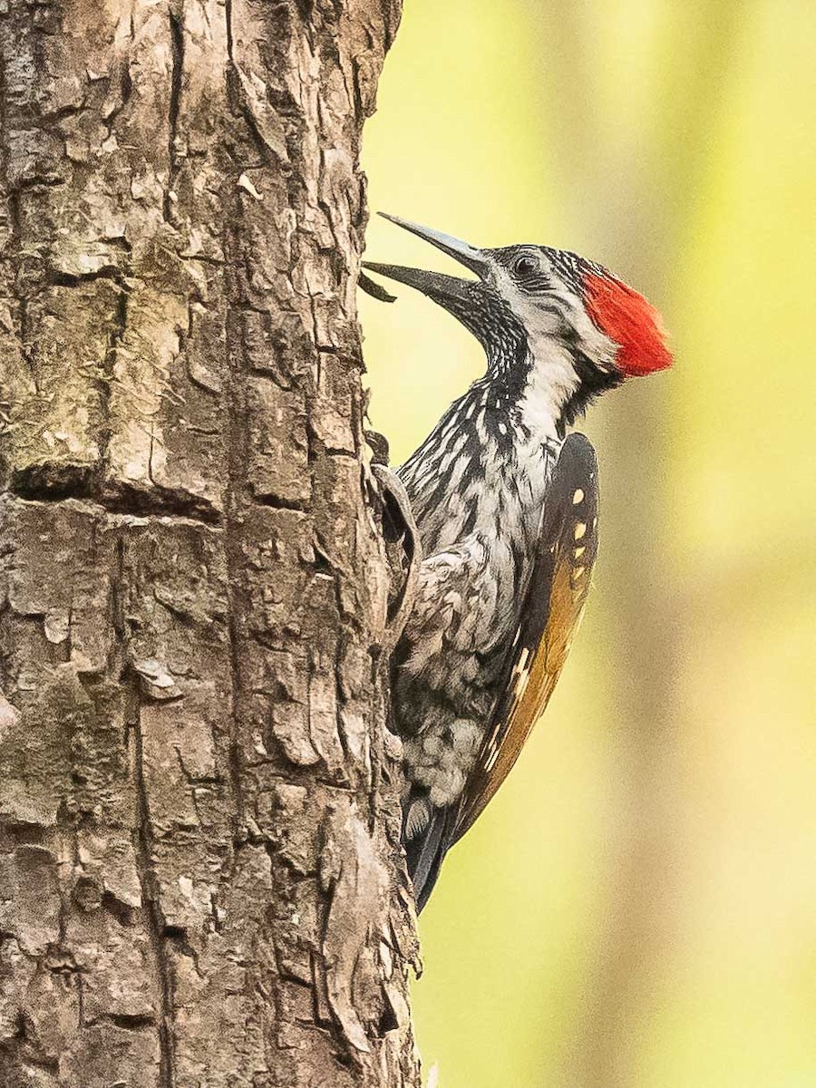 Black-rumped Flameback - ML619888231