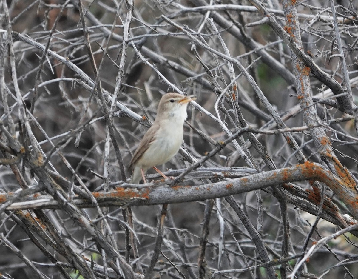 Sykes's Warbler - ML619888245